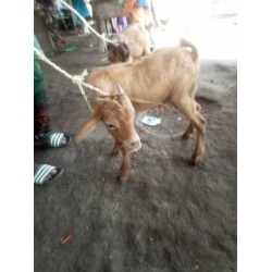 Matured Male Goat (Medium)