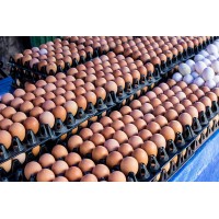 Crate of Eggs