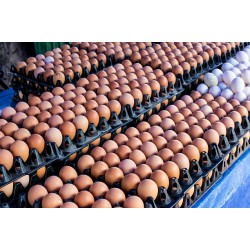 Crate of Eggs