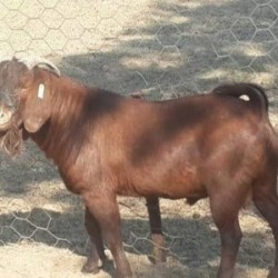 Matured Male Goat (Small)