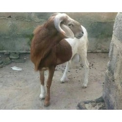 Ram Sharing (Large)
