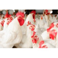 Broiler Chicken
