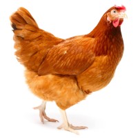 Broiler Chicken