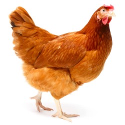 Broiler Chicken