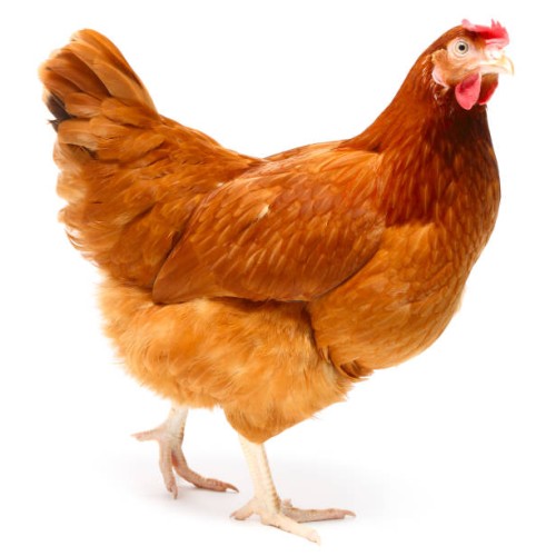 Broiler Chicken